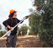 Image de Abbacchiatore SPA 140 Stihl