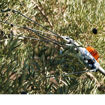 Image de Abbacchiatore SPA 140 Stihl