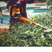 Image de taille-haie HSA 140 R Stihl