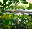 Tosasiepi HSA 40 Stihl - dettaglio lame