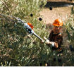 Abbacchiatore SPA 130 Stihl - raccolta olive, mandorle, noci