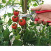 Forbici 300L Ars - potatura, vendemmia, raccolta
